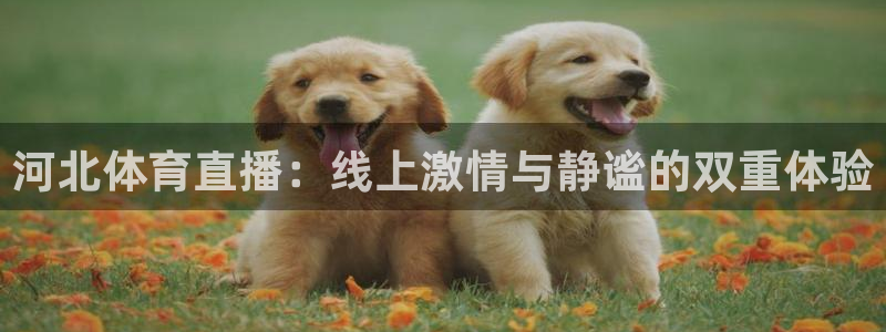 斗球直播官网在线观看：河北体育直播：线上激情与静谧的双重体验